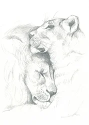 Serenidad del león