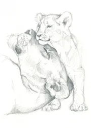 Estudio de dibujo de una leona y su cachorro
