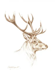 Dibujo de un majestuoso ciervo