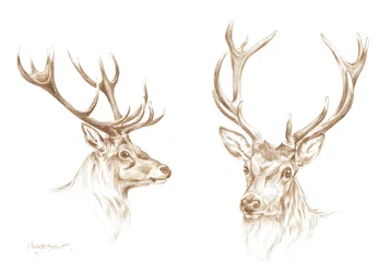 Dibujo de un majestuoso ciervo