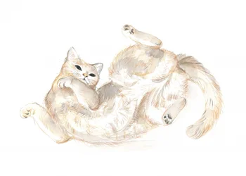Gato juguetón