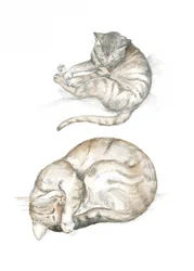 Dos estudios de gatos
