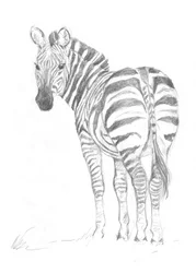 Cebra
