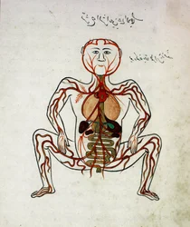Medicina árabe: circulación sanguínea y sistema digestivo. Miniatura del manuscrito de anatomía «Tashrih bi al-Taswir» (Anatomía del cuerpo) de Mansur ibn Ilyas (hacia 1390), siglo XVII, Estambul, biblioteca universitaria