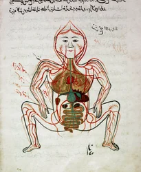 Medicina árabe: "circulación sanguínea y sistema digestivo". Miniatura del manuscrito de anatomía "Tashrih bi al-Taswir" (Anatomía del cuerpo) por Mansur ibn Ilyas (circa 1390) siglo XVII Estambul, biblioteca universitaria