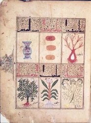Ms. Arabe 2964 fol.49 Plantas del Tratado de Teriaca según Galeno, 1217