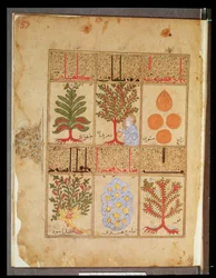 Ms. Arabe 2964 fol.57 Plantas medicinales para la teriaca, del Tratado de Teriaca según Galeno, 1217