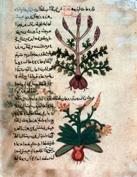 Página de un herbario médico (manuscrito)