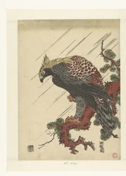 Águila en rama de pino bajo la lluvia