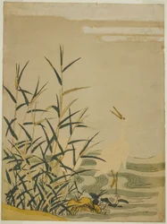 Garzas en los Juncos