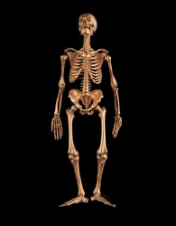 Esqueleto humano en miniatura