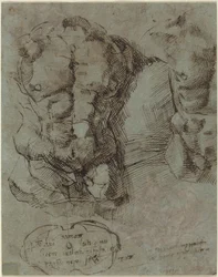 Estudios de un torso masculino