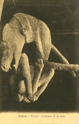 Pompeya, museo, cadáver de un perro