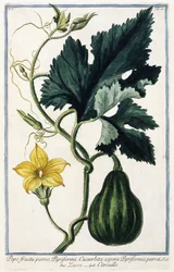 Una calabaza, 1772-1784