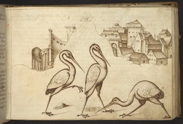 Agregar. 82955, f.107   Ibis (