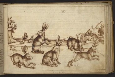 Agregar. 82955, f.165 Conejos (