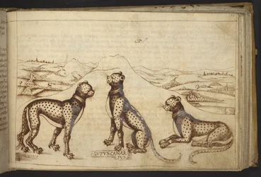 Agregar. 82955, f.170 Pantera (