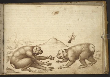 Agregar. 82955, f.244 Peleas de criaturas parecidas a perros (