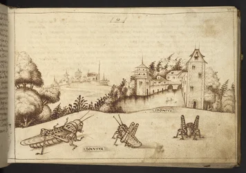 Agregar. 82955, f.49 Langostas comiendo una planta alta.  , de Historia Animalium, (que consta de 245 dibujos a pluma y tinta de diferentes especies de animales y criaturas míticas, cada uno acompañado de una descripción).    1595