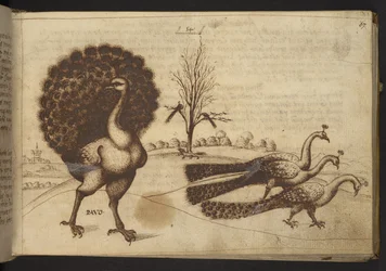 Add. 82955, f.53 Pavos reales ("pavo"), de Historia Animalium, compuesta por 245 dibujos a pluma y tinta de distintas especies de animales y criaturas míticas, cada uno acompañado de una descripción, 1595
