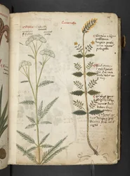 Añadir MS 41623 "A herbal", Belluno (tinta y color sobre vitela)