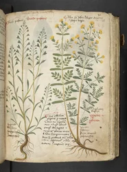 Añadir MS 41623 "A herbal", Belluno (tinta y color sobre vitela)