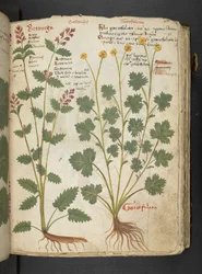Añadir MS 41623 "A herbal", Belluno (tinta y color sobre vitela)