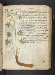 Añadir MS 41623 "A herbal", Belluno (tinta y color sobre vitela)