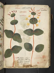 Añadir MS 41623 "A herbal", Belluno (tinta y color sobre vitela)