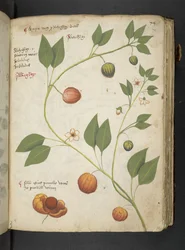 Añadir MS 41623 "A herbal", Belluno (tinta y color sobre vitela)