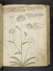 Añadir MS 41623 "A herbal", Belluno (tinta y color sobre vitela)
