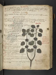 Añadir MS 41623 "A herbal", Belluno (tinta y color sobre vitela)