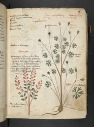 Añadir MS 41623 "A herbal", Belluno (tinta y color sobre vitela)
