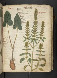 Añadir MS 41623 "A herbal", Belluno (tinta y color sobre vitela)