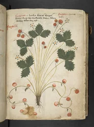 Añadir MS 41623 "A herbal", Belluno (tinta y color sobre vitela)