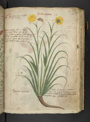 Añadir MS 41623 "A herbal", Belluno (tinta y color sobre vitela)