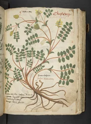 Añadir MS 41623 "A herbal", Belluno (tinta y color sobre vitela)