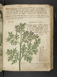 Añadir MS 41623 "A herbal", Belluno (tinta y color sobre vitela)