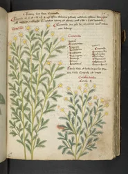 Añadir MS 41623 "A herbal", Belluno (tinta y color sobre vitela)