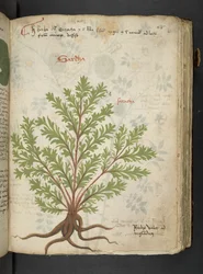 Añadir MS 41623 "A herbal", Belluno (tinta y color sobre vitela)