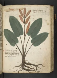 Añadir MS 41623 "A herbal", Belluno (tinta y color sobre vitela)