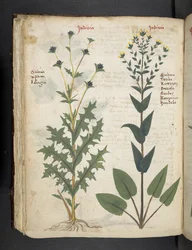 Añadir MS 41623 "A herbal", Belluno (tinta y color sobre vitela)