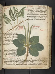 Añadir MS 41623 "A herbal", Belluno (tinta y color sobre vitela)