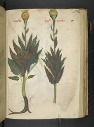 Añadir MS 41623 f.102r Cardo "A herbal", Belluno (tinta y color sobre vitela)
