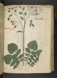 Añadir MS 41623 f.110r "Una hierba", Belluno (tinta y color sobre vitela)