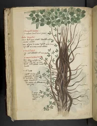 Añadir MS 41623 f.110v Manglar, de una "hierba A", Belluno (tinta y color sobre vitela)