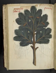 Añadir MS 41623 f.111v Pino, de una "hierba A", Belluno (tinta y color sobre vitela)