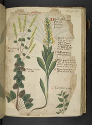 Añadir MS 41623 f.113r "A herbal", Belluno (tinta y color sobre vitela)
