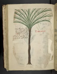 Añadir MS 41623 f.113v Tarro Arboro, de "A herbal", Belluno (tinta y color sobre vitela)