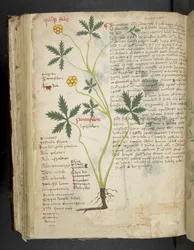 Añadir MS 41623 f.115v Pentafilon (o "Potentilla"), de "A herbal", Belluno (tinta y color sobre vitela)
